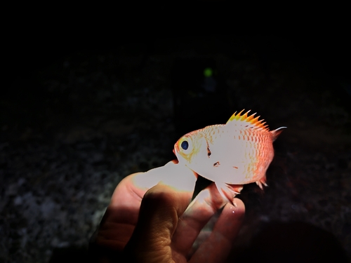 スズメダイの釣果