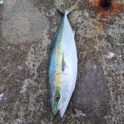 イナダの釣果