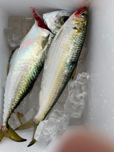 カタボシイワシの釣果