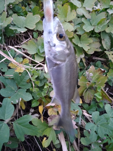 セイゴ（マルスズキ）の釣果