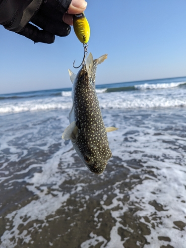 フグの釣果