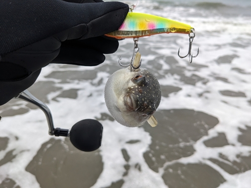 フグの釣果