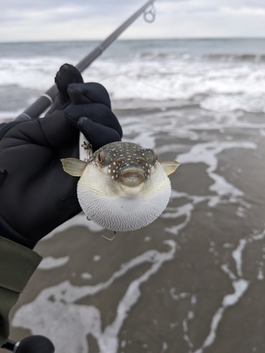 フグの釣果