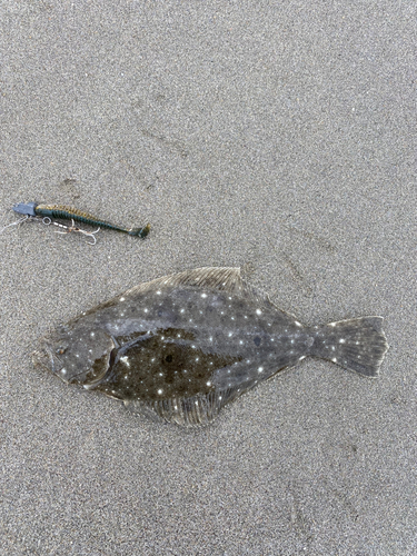 ソゲの釣果