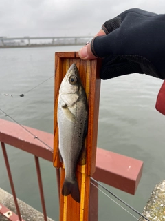 セイゴ(タイリクスズキ)の釣果
