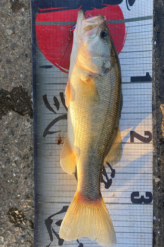 ラージマウスバスの釣果