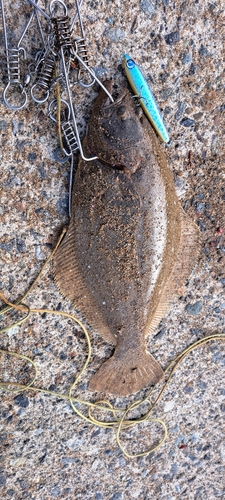 ヒラメの釣果