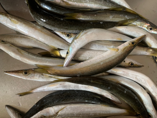 カマスの釣果