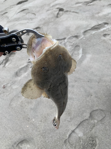 マゴチの釣果