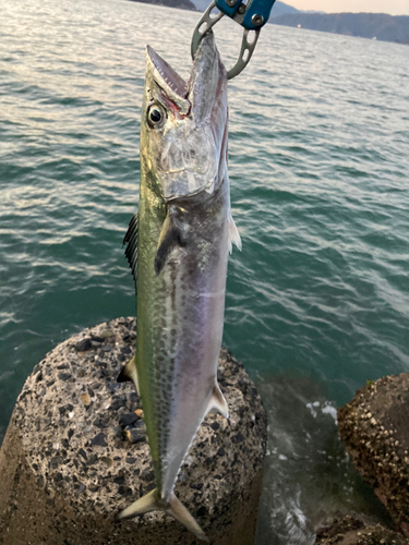 サゴシの釣果