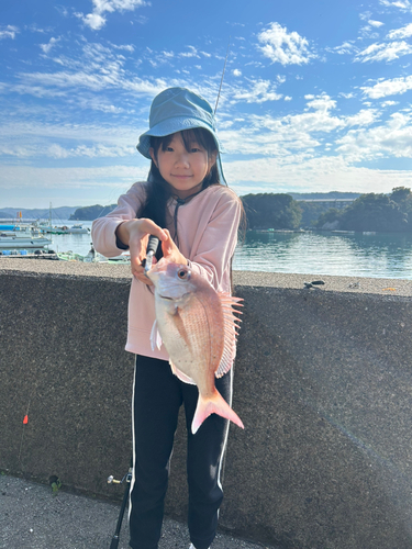 マダイの釣果