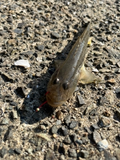 マハゼの釣果