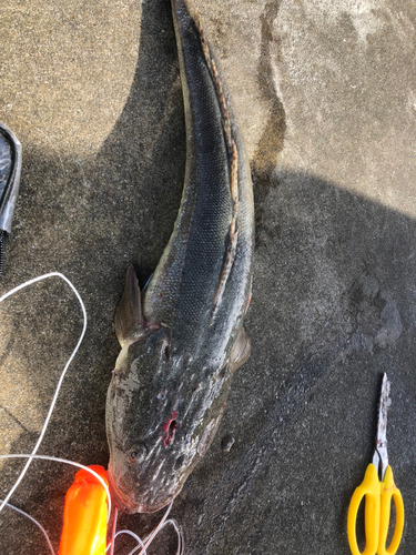 マゴチの釣果