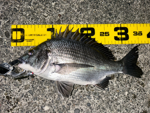 クロダイの釣果