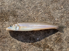 キスの釣果