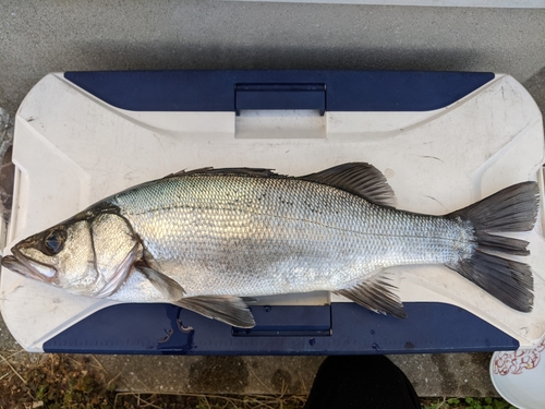 ヒラスズキの釣果