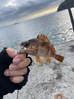 アカメバルの釣果