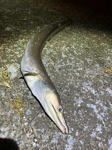 ハモの釣果