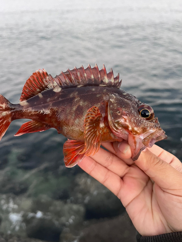 アラカブの釣果