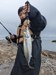 ヒラソウダの釣果