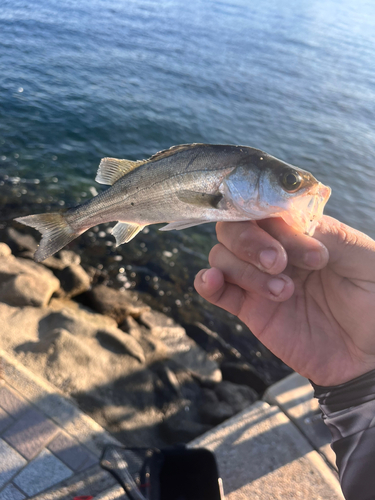 セイゴ（マルスズキ）の釣果