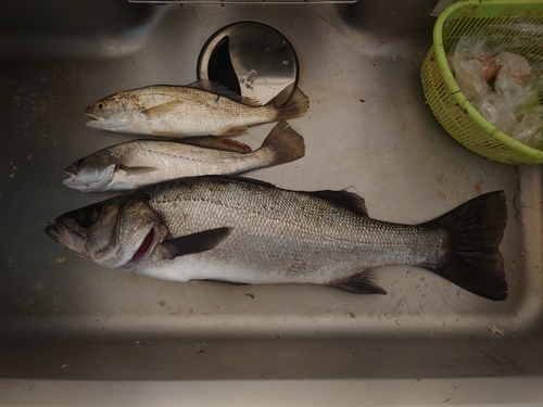 ヒラスズキの釣果