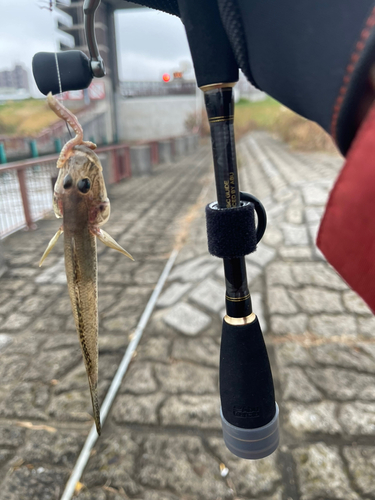 マハゼの釣果