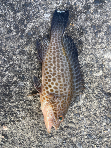 オオモンハタの釣果