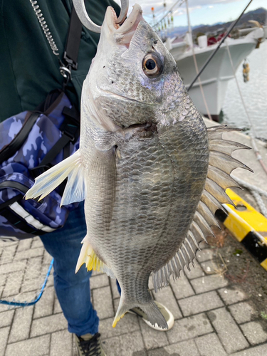 キビレの釣果