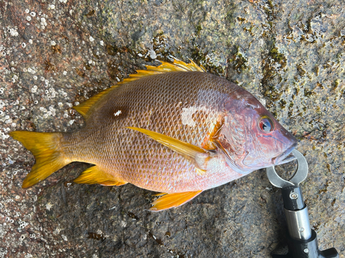 シブダイの釣果