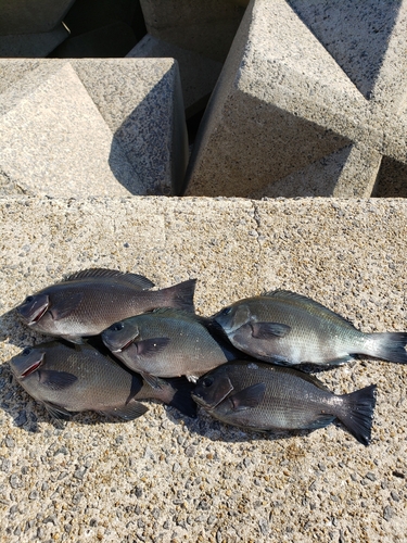 メジナの釣果