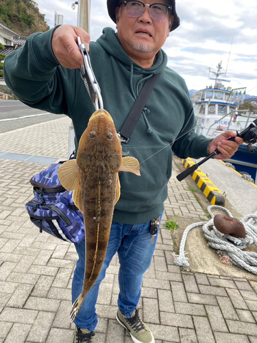 マゴチの釣果