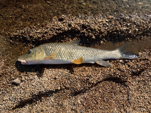 ニゴイの釣果