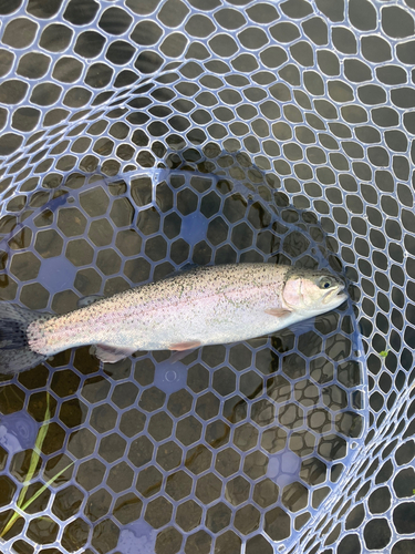 ニジマスの釣果