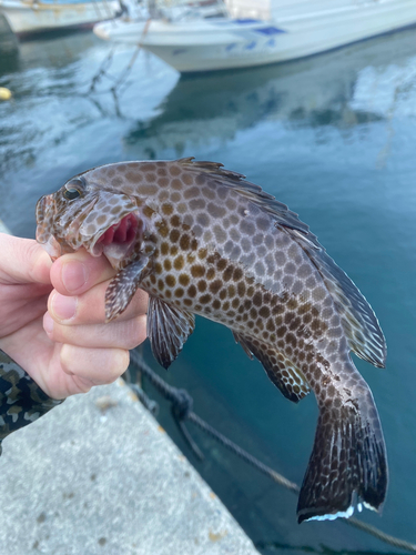 オオモンハタの釣果