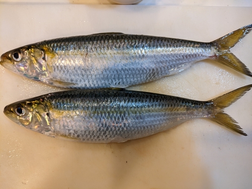 カタボシイワシの釣果