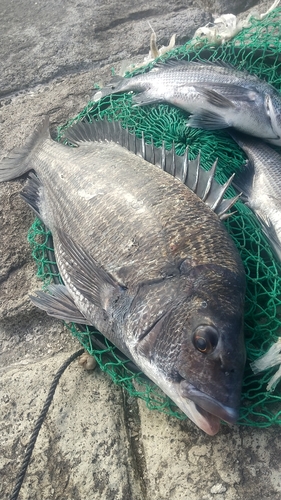 チヌの釣果