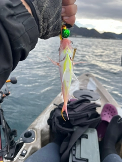 イトヨリダイの釣果