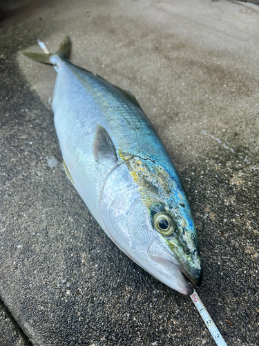 ヤズの釣果