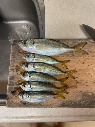 アジの釣果