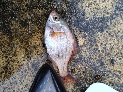 マタナゴの釣果