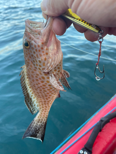 オオモンハタの釣果