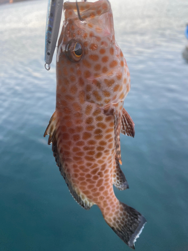 オオモンハタの釣果