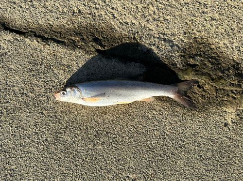 ウグイの釣果