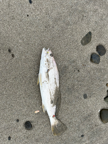 ニベの釣果