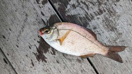 ドンコの釣果