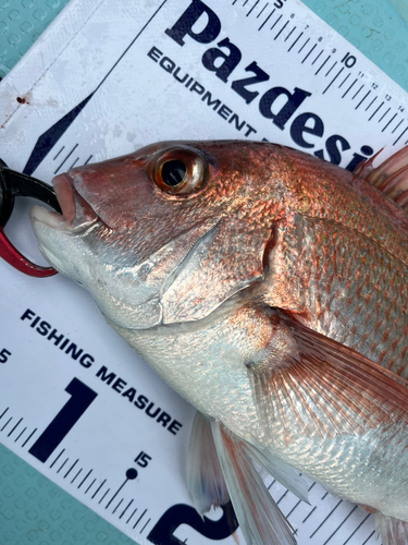 マダイの釣果