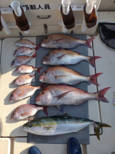 ハマチの釣果