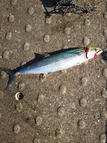 サゴシの釣果