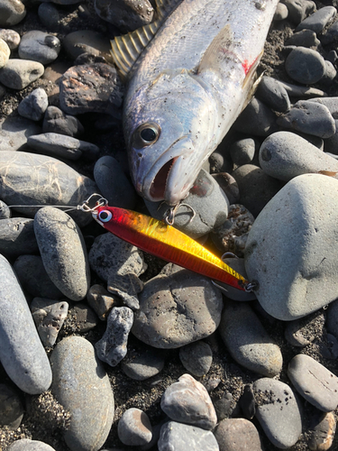 ニベの釣果